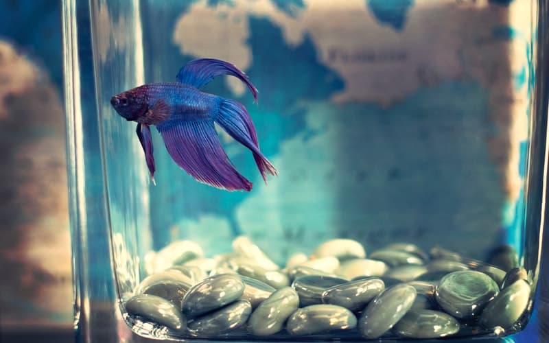Betta fish are notoriously finicky eaters, and if you don't feed them the right food they can get sick very quickly. Check out my thoughts on the best Betta fish food.