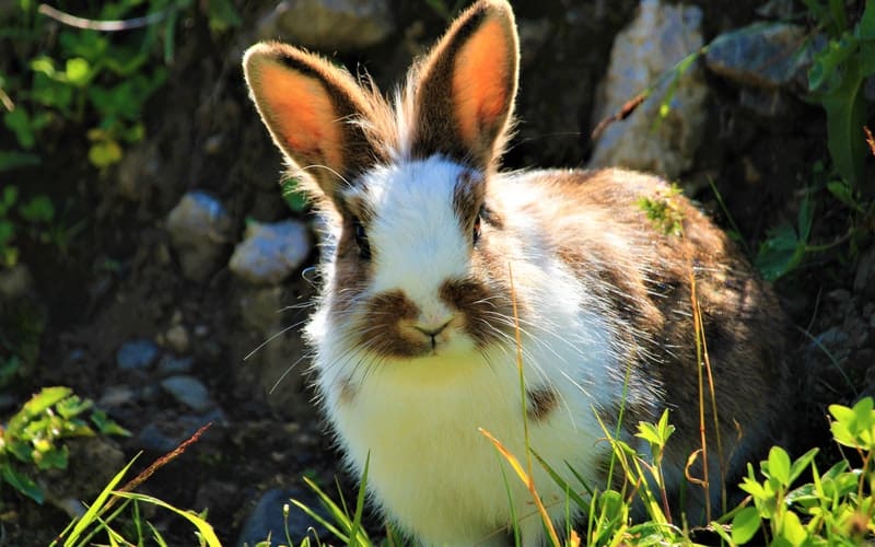brown and white rabbit in the grass