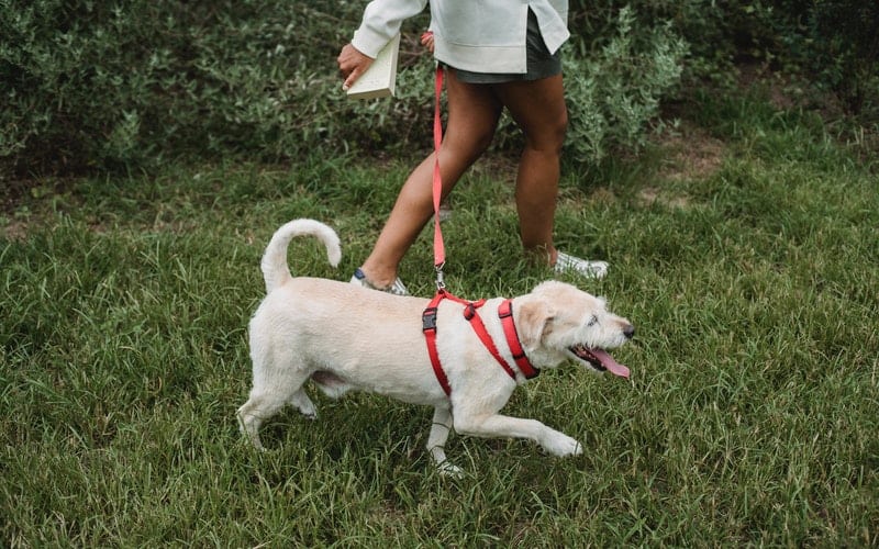 a woman walking a white dog on a red leash