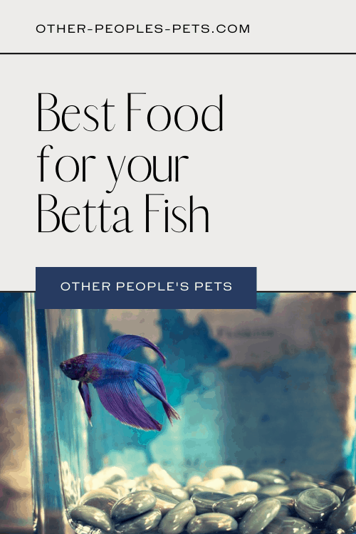 Betta fish are notoriously finicky eaters, and if you don't feed them the right food they can get sick very quickly. Check out my thoughts on the best Betta fish food.