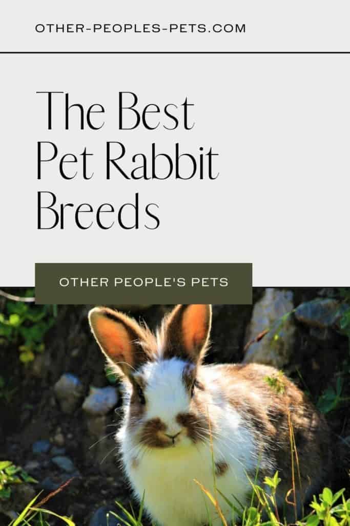 Best Pet Rabbit Breed Guide | Other People's Pets