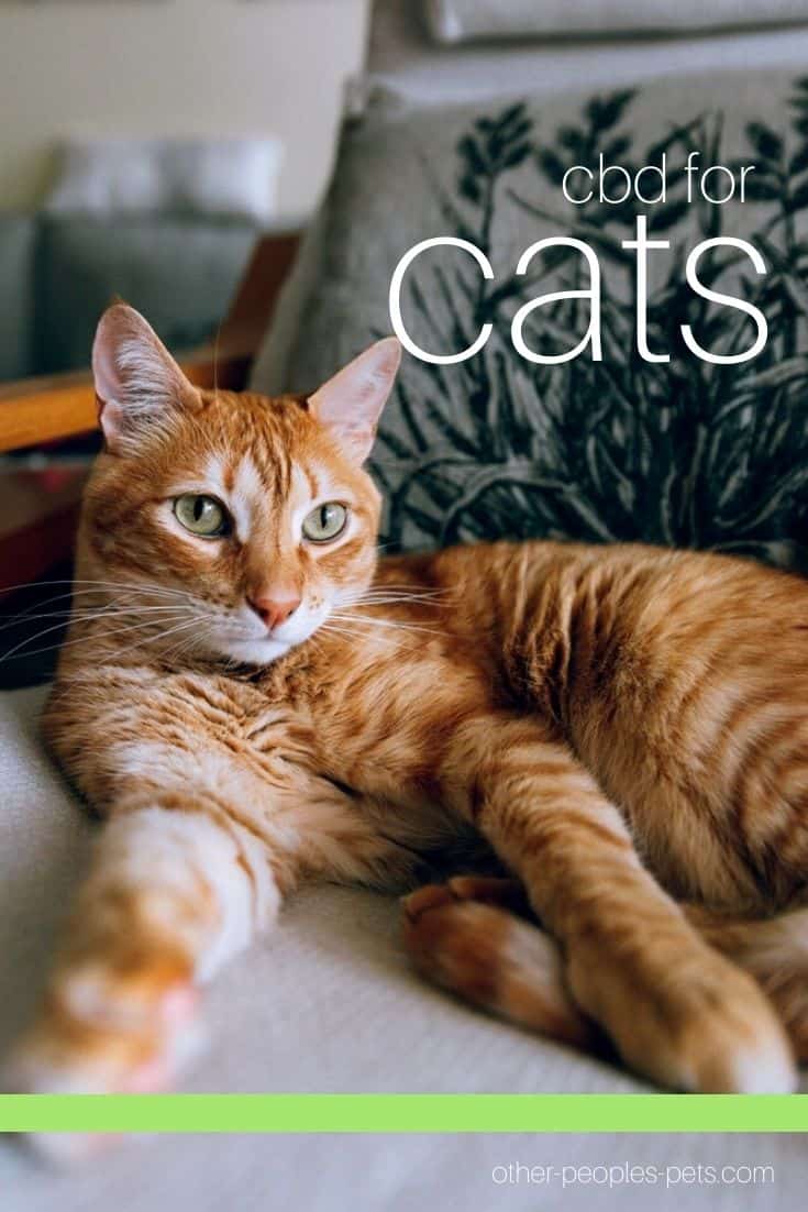 Cats are some of the most popular pets in the world, but they can also be quite difficult to care for. Learn more about using CBD for cats to help with common issues.