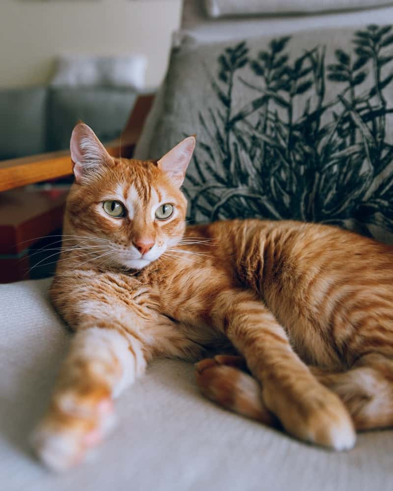 Cats are some of the most popular pets in the world, but they can also be quite difficult to care for. Learn more about using CBD for cats to help with common issues.