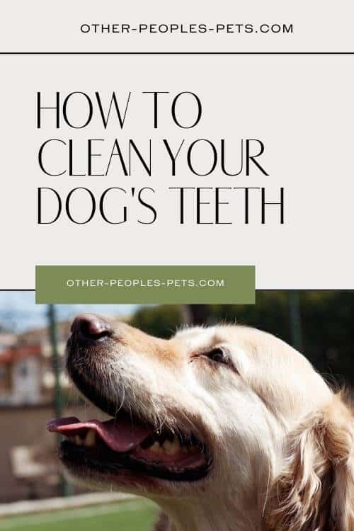 Wondering about the best way to clean dogs teeth? Most pet owners don't know that their dogs can benefit from dental care products. Learn more here.