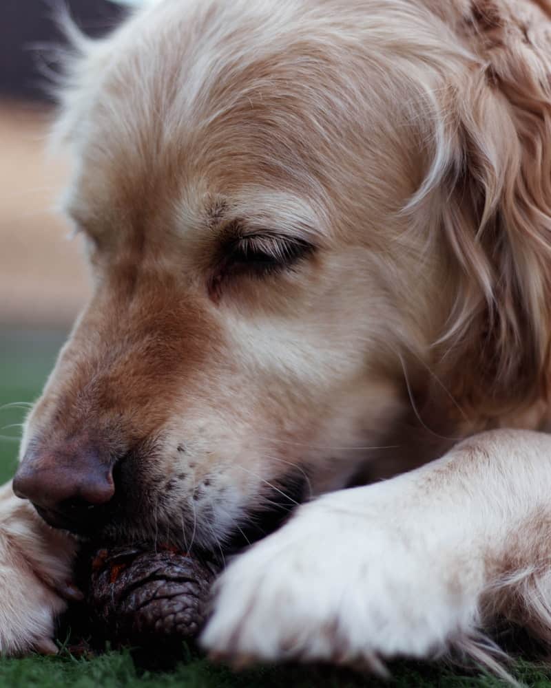 a golden retriever chewing on a treat