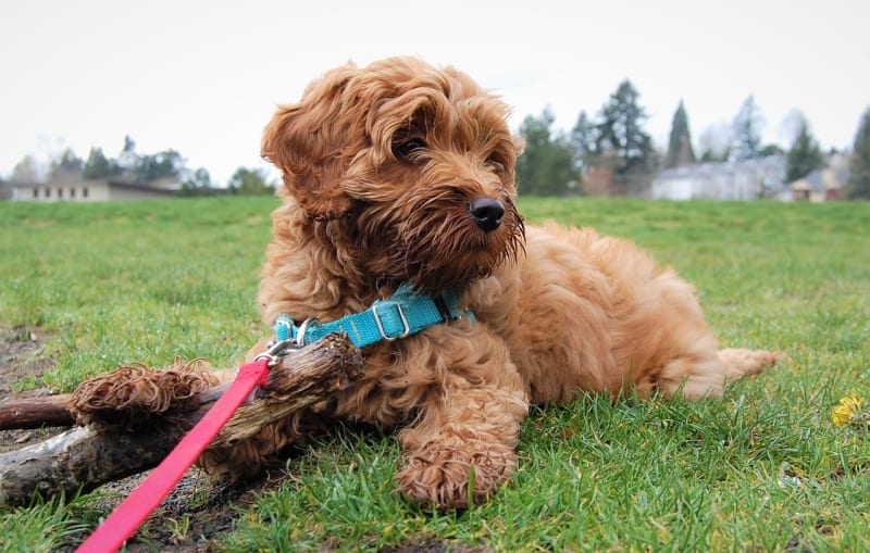 a brown dog on a leash sitting on the green grass