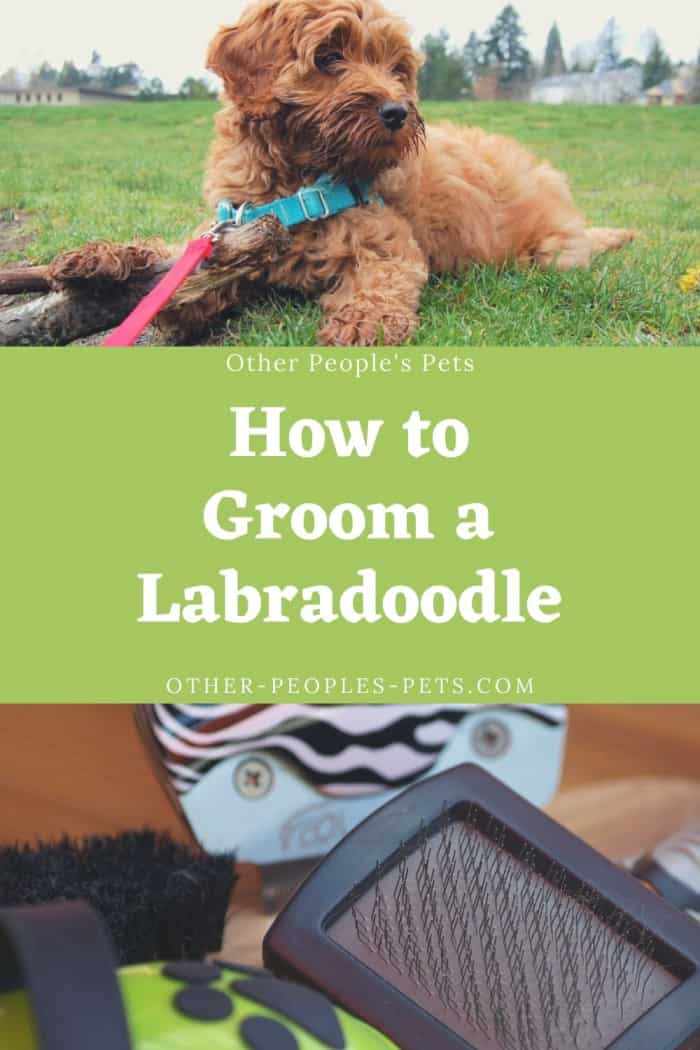 Wondering how to groom a labradoodle? Labradoodles are a mix between a Labrador Retriever and a Poodle. They have beautiful curly coats that need to be trimmed regularly.
