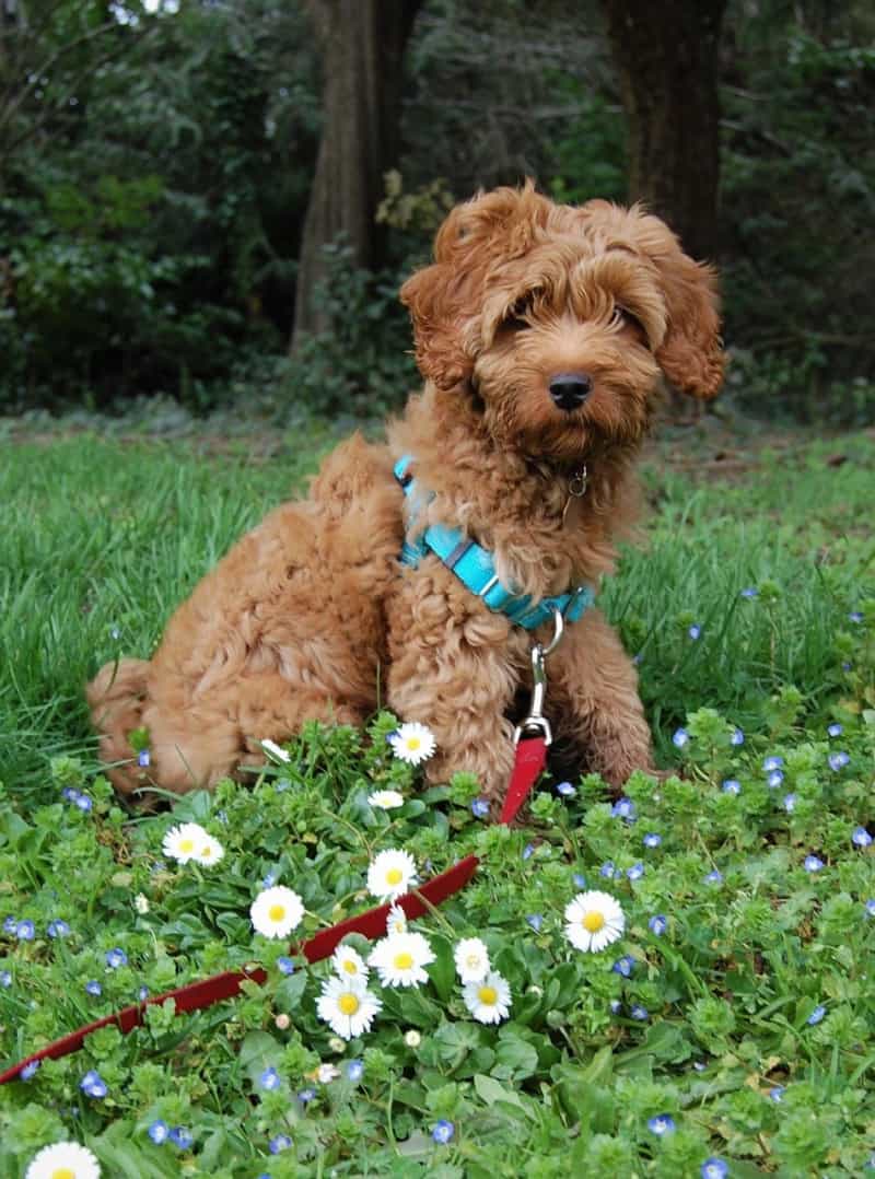 Wondering how to groom a labradoodle? Labradoodles are a mix between a Labrador Retriever and a Poodle. They have beautiful curly coats that need to be trimmed regularly.