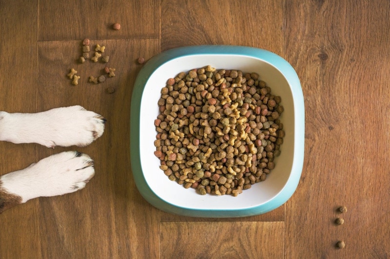 a dog sitting next to a bowl of dry kibble