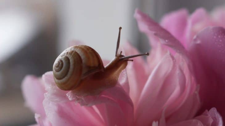a pet snail on a pink flower