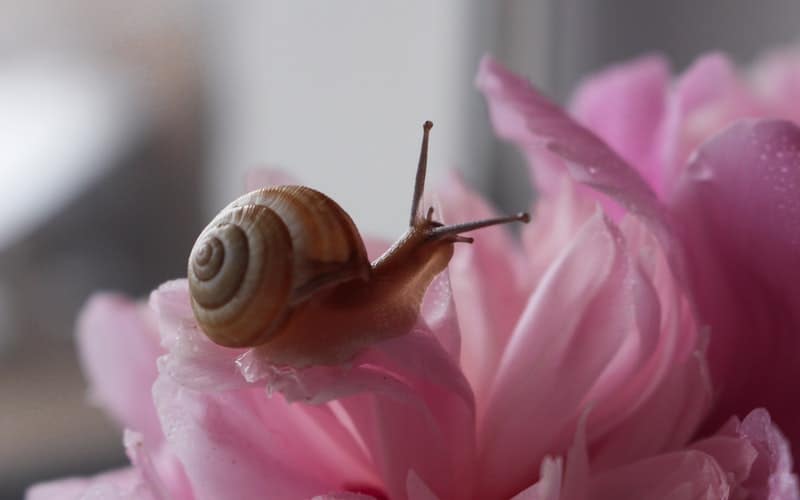 a pet snail on a pink flower