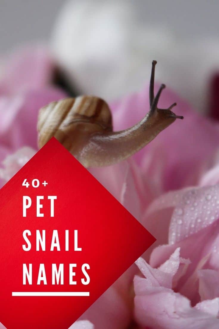 Looking for good snail names? It's hard to find a good pet snail name. Check out these suggestions for a new name for your gastropod.