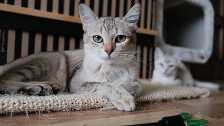 As a cat lover, you know that cats are at their best when they're well-fed and happy. Check out these cat sitting tips to make that easier.