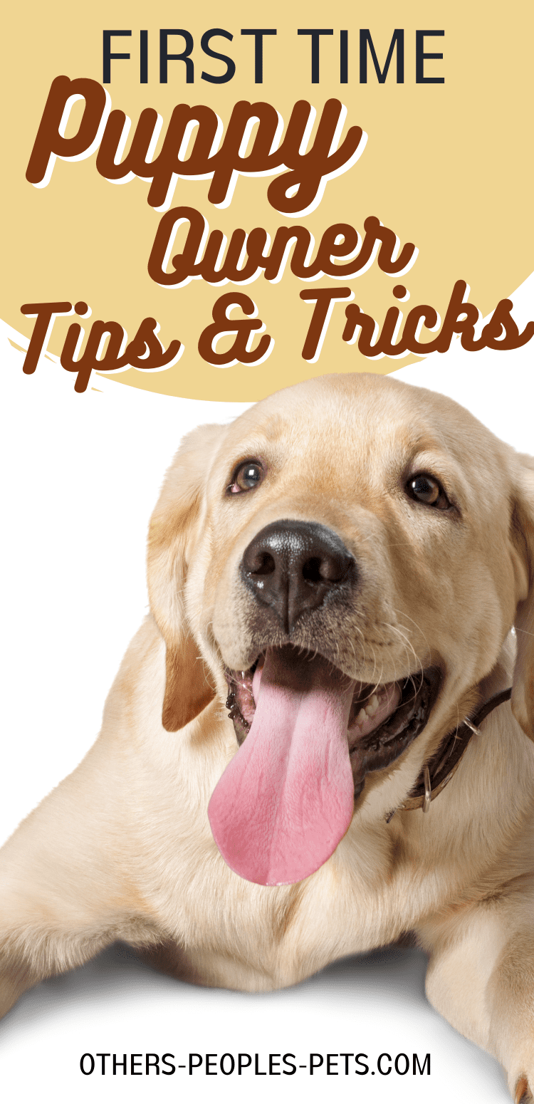New puppy owners are often overwhelmed by all the information they need to know about taking care of their new dog. These first time puppy owner tips are just what you need!