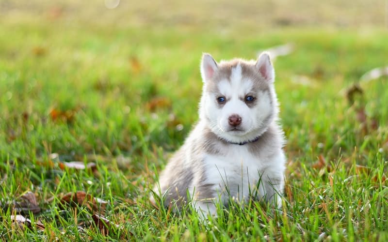 a small puppy sitting in the grass