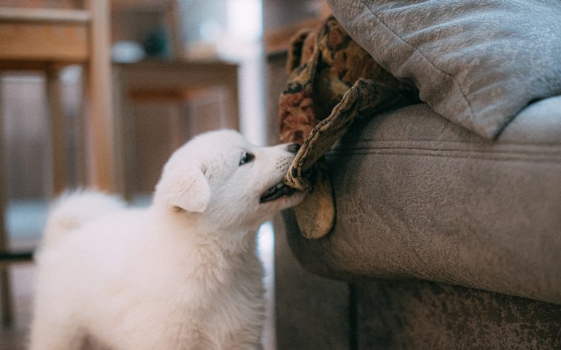 a white puppy chewing on the couch