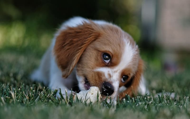 New puppy owners are often overwhelmed by all the information they need to know about taking care of their new dog. These first time puppy owner tips are just what you need!