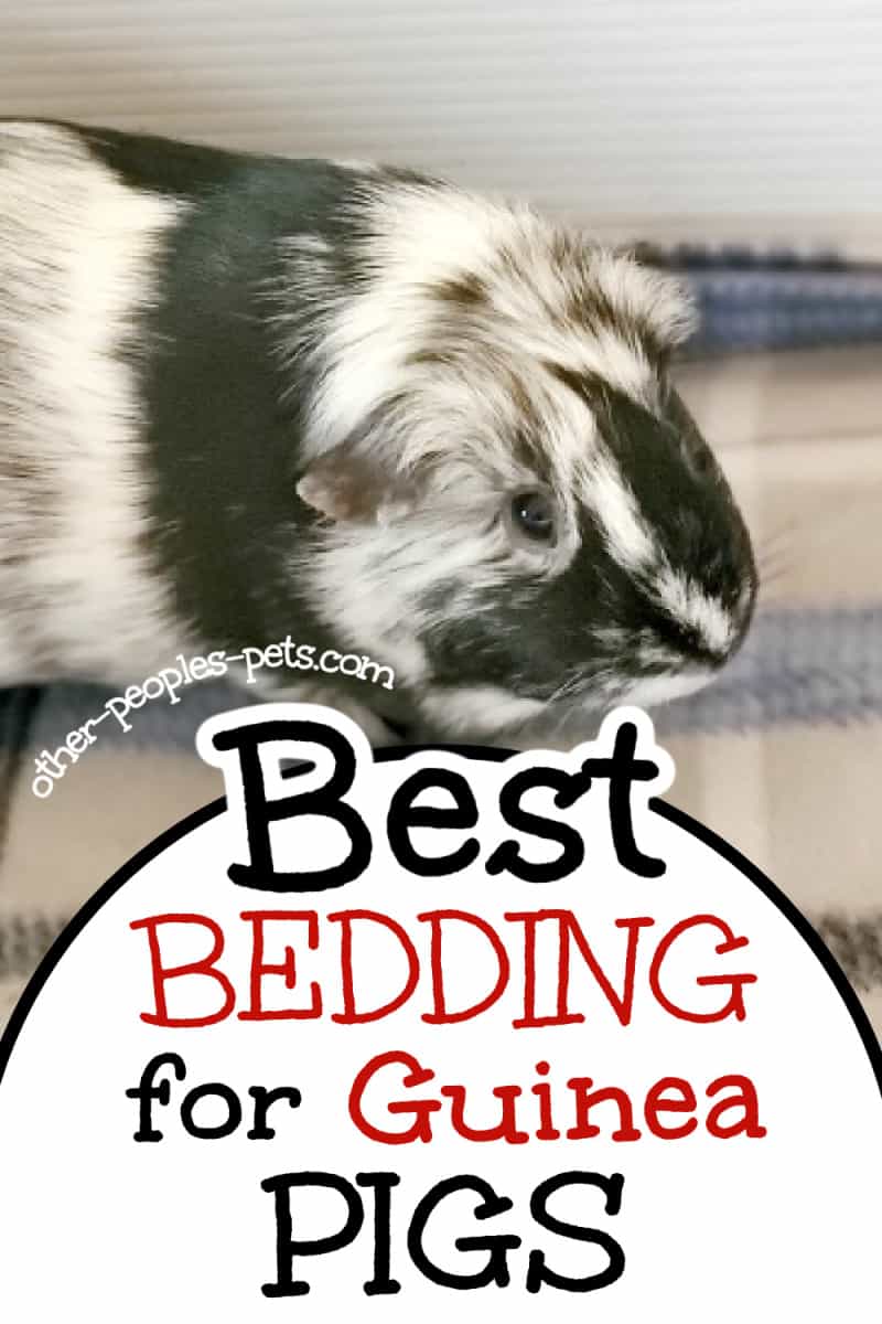 Wondering about the best bedding for guinea pigs? Learn more about guinea pig bedding options and which you should use.