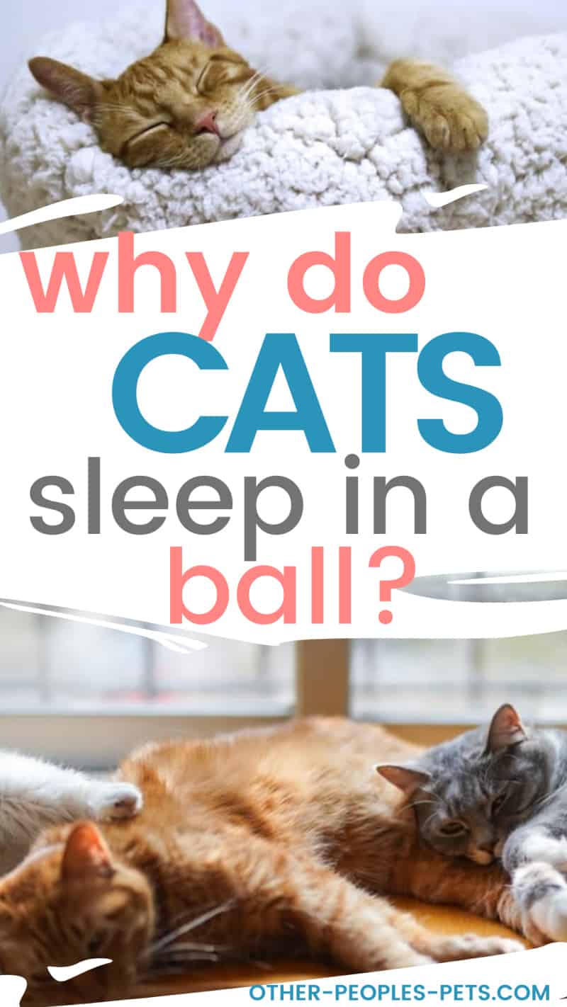 Why do cats sleep in a ball? Find out more about how cats sleep and what the different sleeping positions mean.