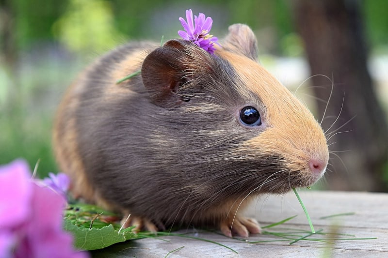 a guinea pig sitting next to a purple flower