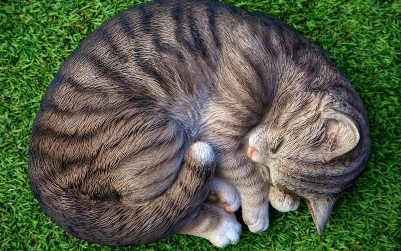 Why do cats sleep in a ball? Find out more about how cats sleep and what the different sleeping positions mean.
