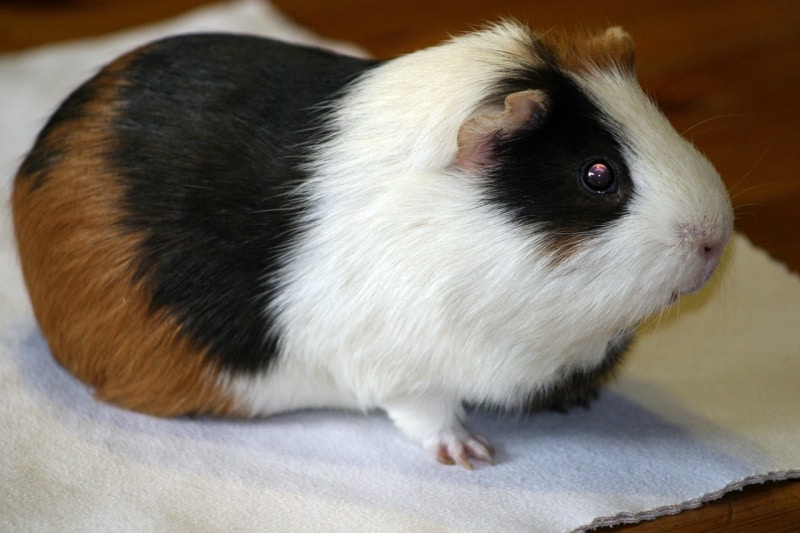 a guinea pig on fleece bedding