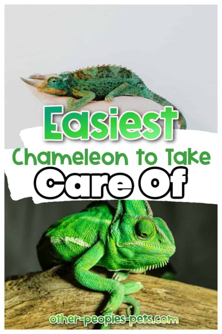 Easiest Chameleon To Take Care Of | Other People's Pets