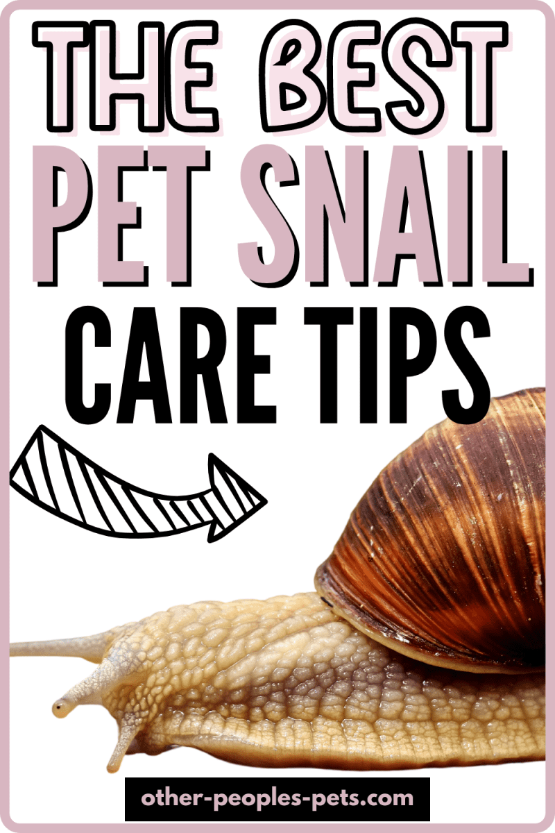 Learn more about pet snail care. Snails are curious creatures and fun to keep. Check out these tips for keeping pet snails.