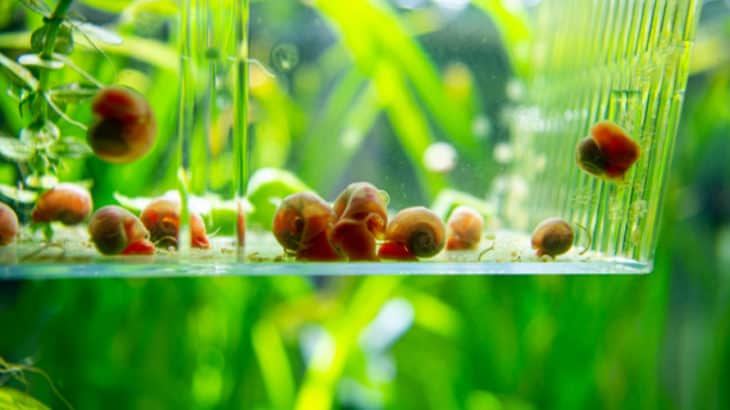 baby snails in a terrarium
