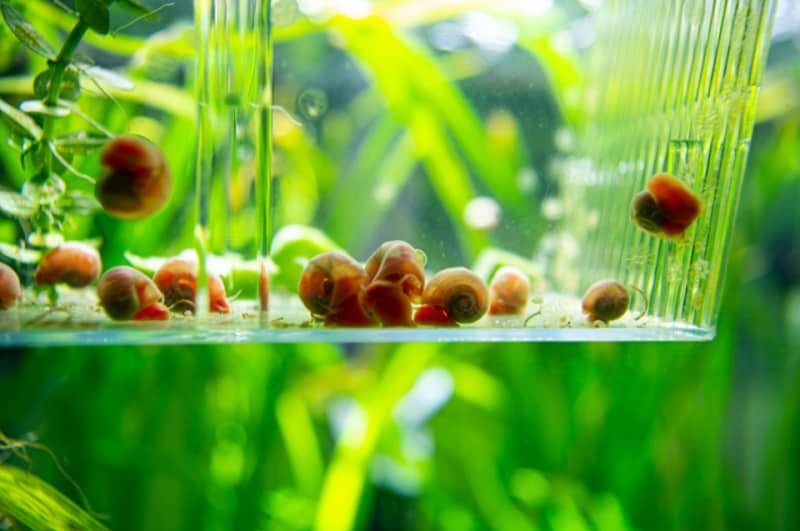 baby snails in a terrarium