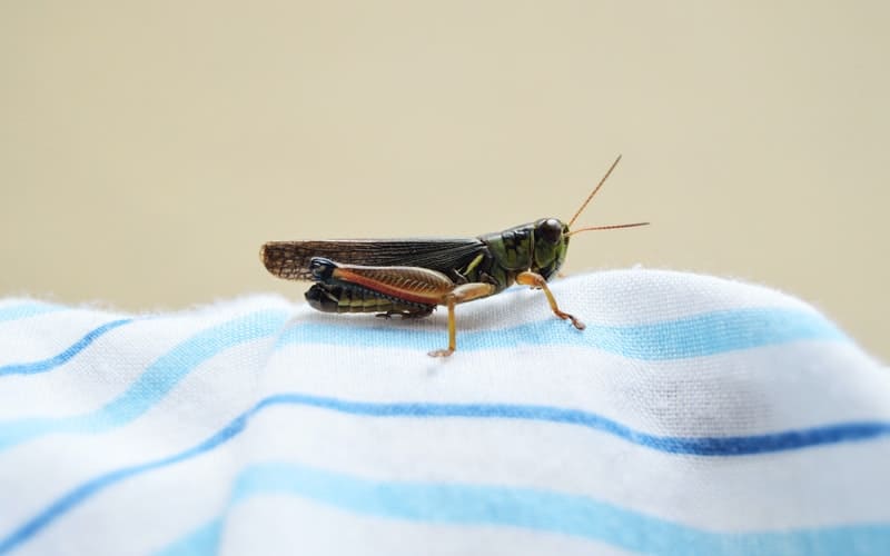 brown cricket on a blue and white cloth