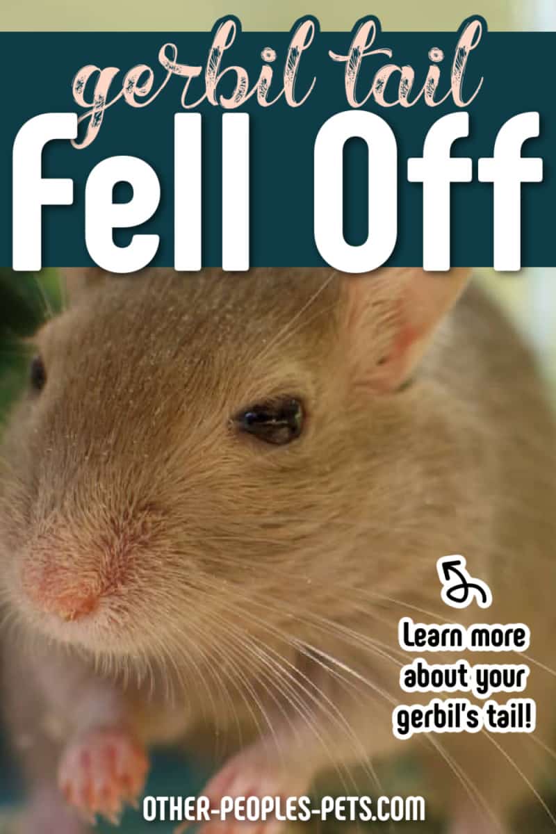 Oh no, my gerbil's tail fell off! Learn more about your gerbil's tail, why your gerbil tail fell off, and what the underlying issue is.