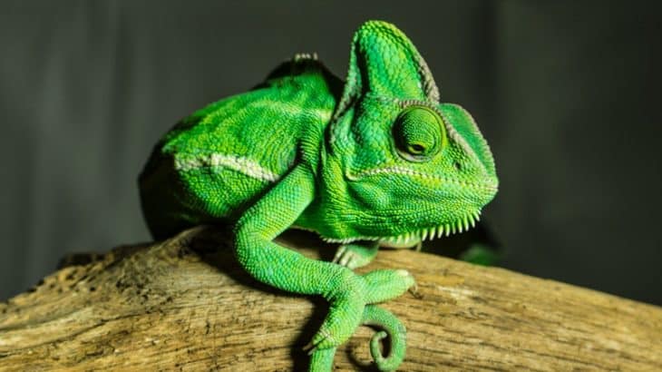 bright green chameleon on a branch