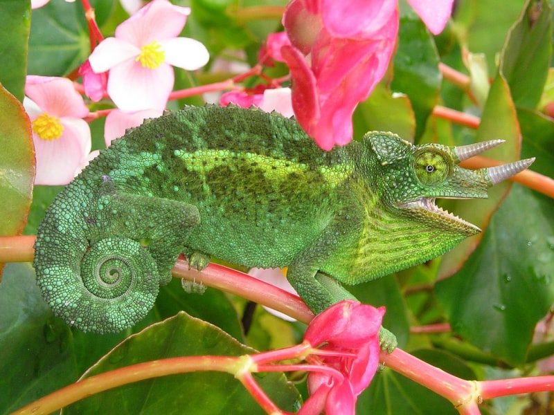 jackson's chameleon on a green plant with pink flowers