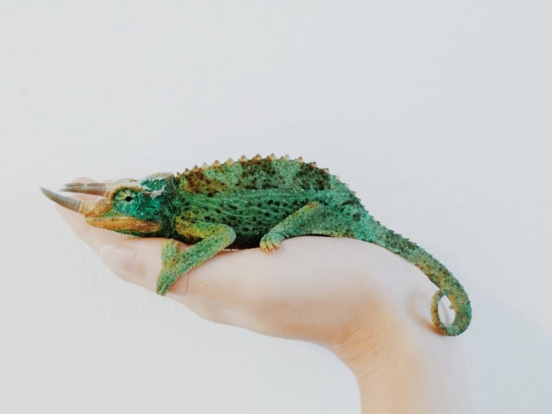 person holding a green chameleon