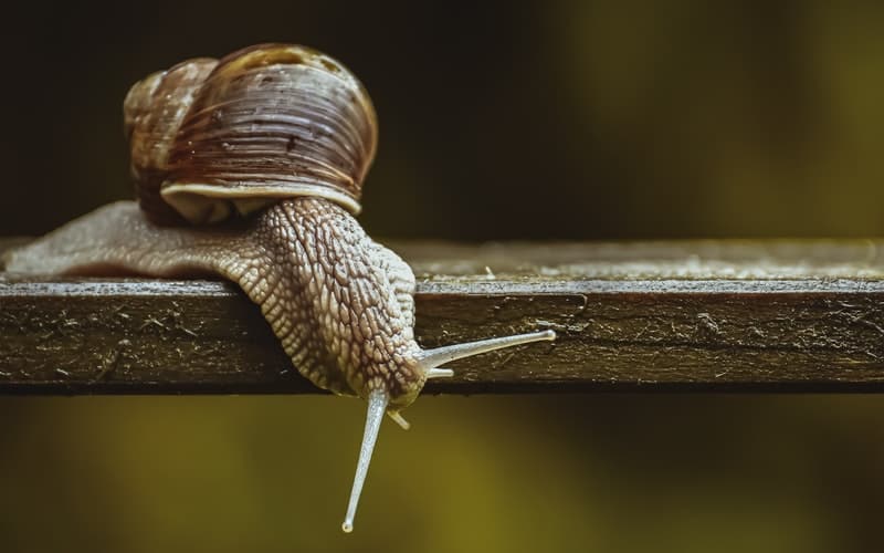 Learn more about pet snail care. Snails are curious creatures and you'll want to check out these tips for keeping pet snails.