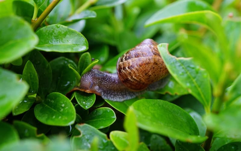 a brown snail on a green plant