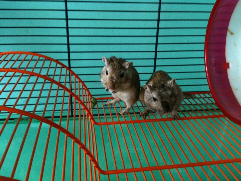 two gerbils in a metal cage