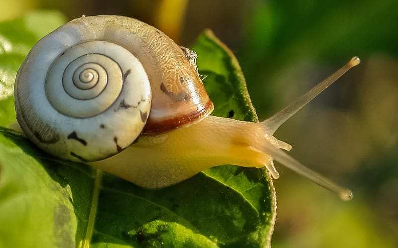 a snail on a green leaf