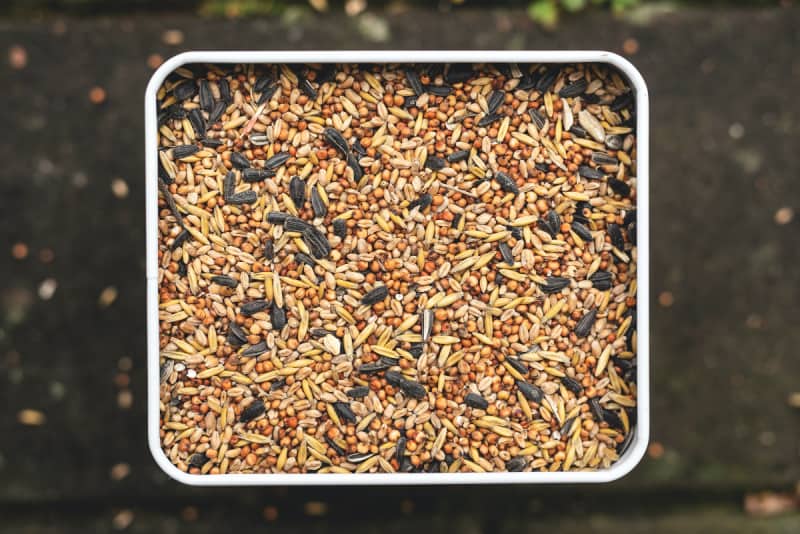 Metal garbage cans and plastic bins are some popular bird seed storage containers. Check out these bird seed storage ideas to see what works best.