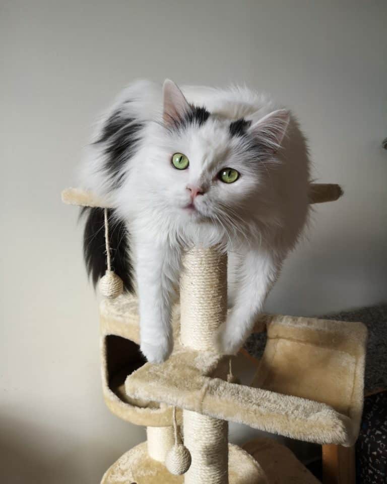 How to Disinfect a Used Cat Tree Other People's Pets