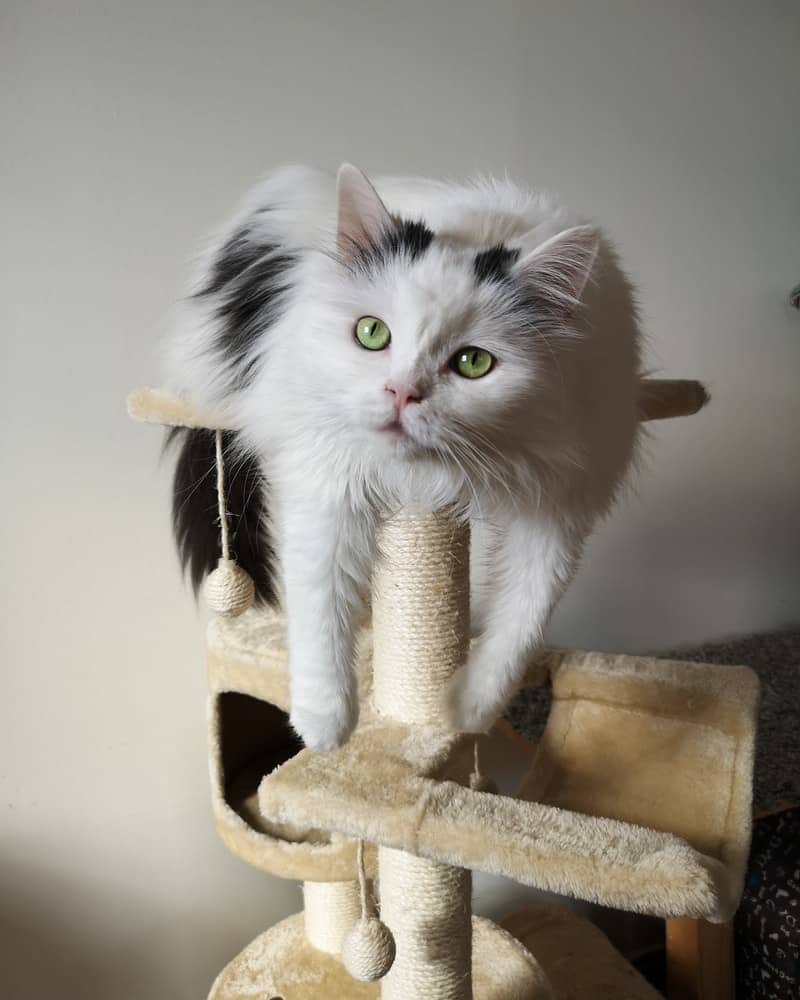 Wondering how to disinfect a used cat tree? Check out these tips to get a used cat tree clean and safe for your pet.
