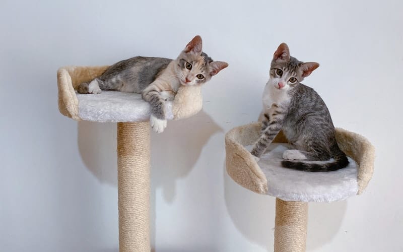 two kittens sitting in a cat tree