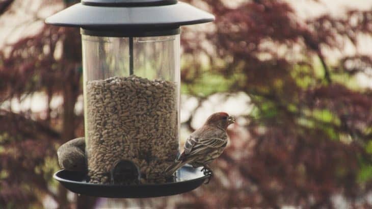 birds at a bird feeder