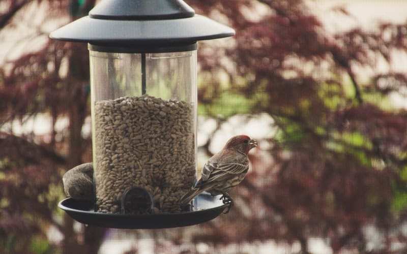 birds at a bird feeder