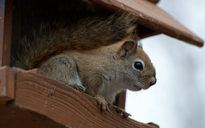 a squirrel in a feeder