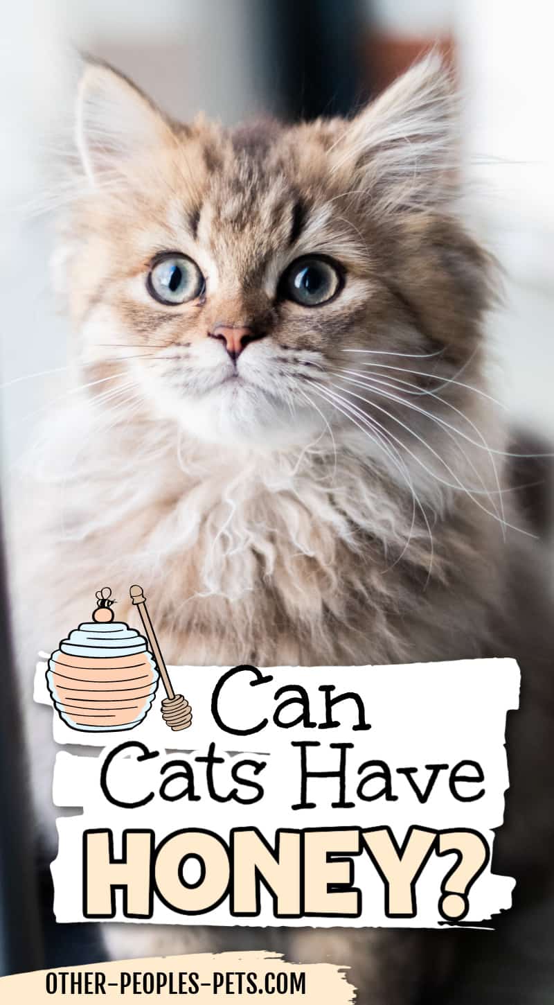 Can cats have honey? If you've ever wondered if you can use honey in your homemade cat treats, keep reading to find out.