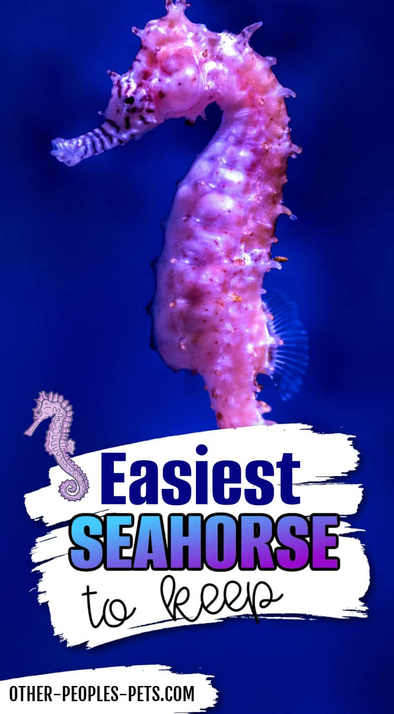 Have you considered getting a seahorse for your tank? Check out the easiest seahorse to keep out of all the different species.