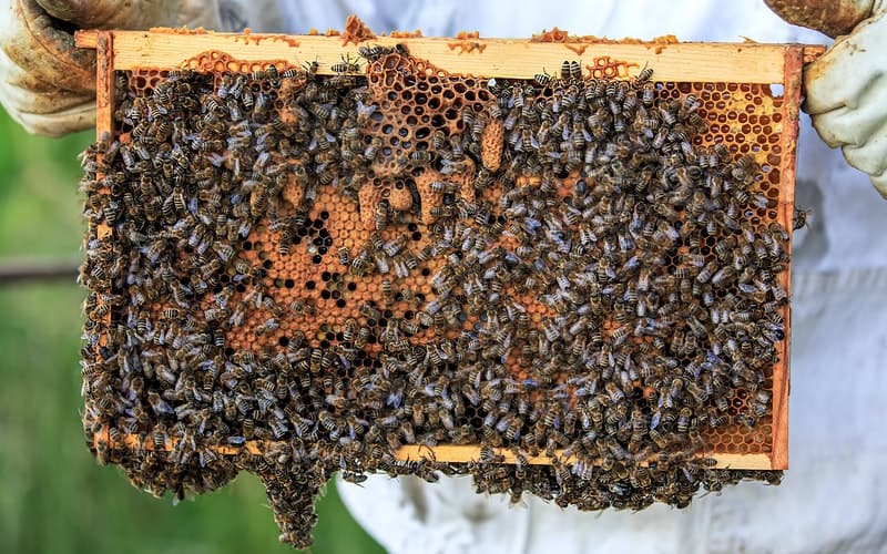 a hive covered with bees