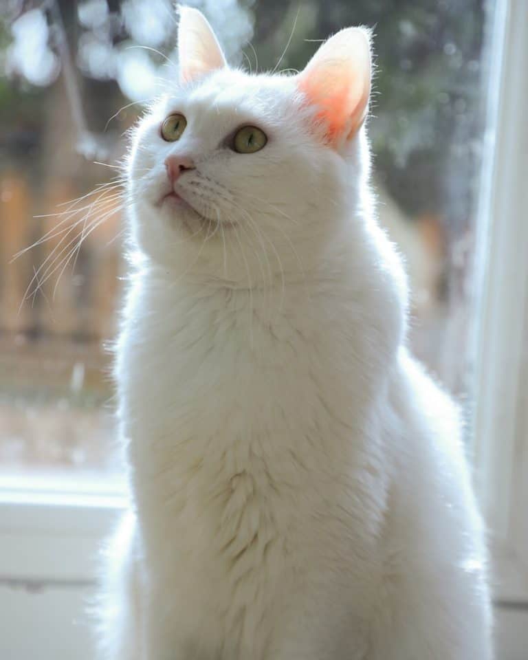 Can Cats Have Honey Other People's Pets